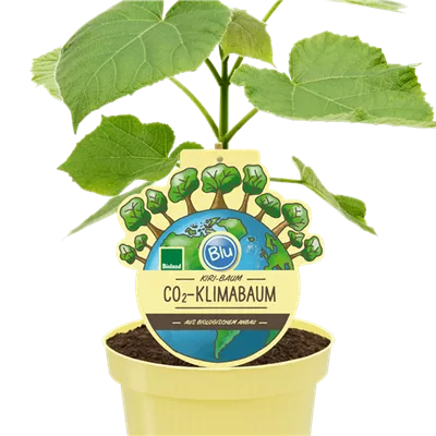 a Bio-Co2-Klimabaum Kiri a Bio-Co2-Klimabaum Kiri