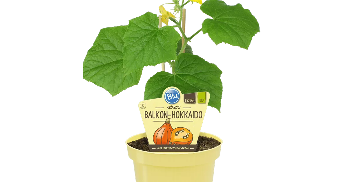Bio Balkon-Hokkaido Kürbis