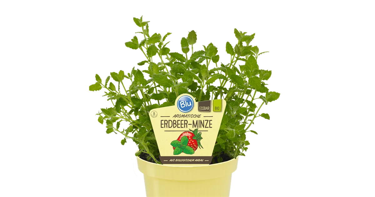 Bio Minze Erdbeer-Minze