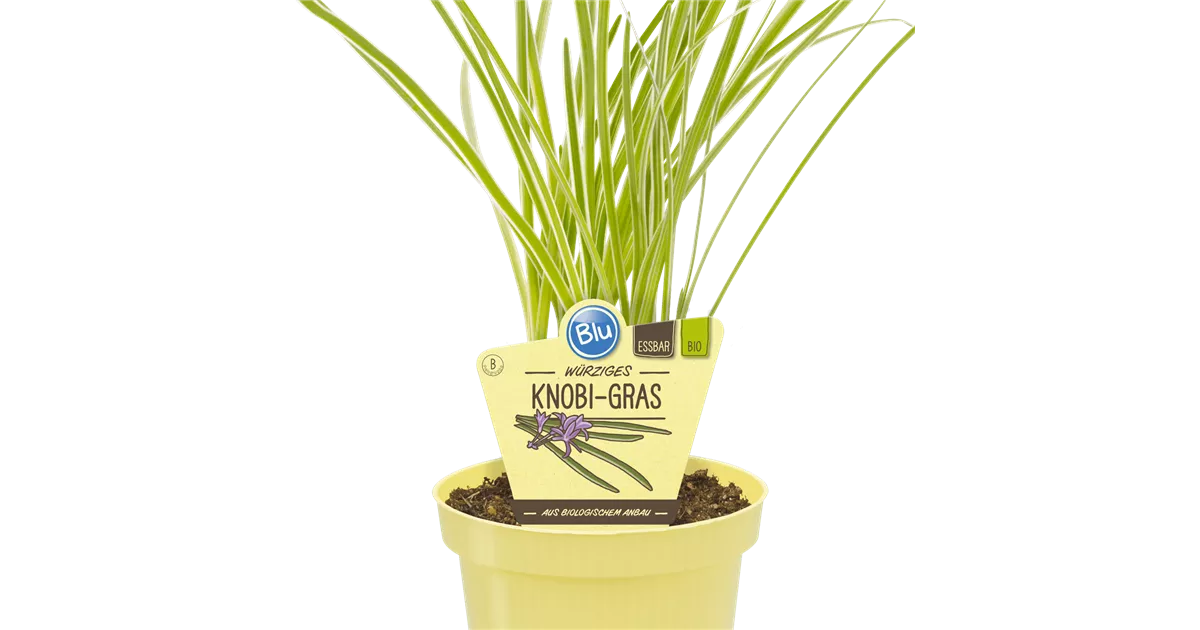 Bio Lauch Knobi-Gras