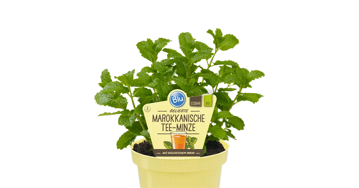 Bio Minze Marokkanische Tee-Minze