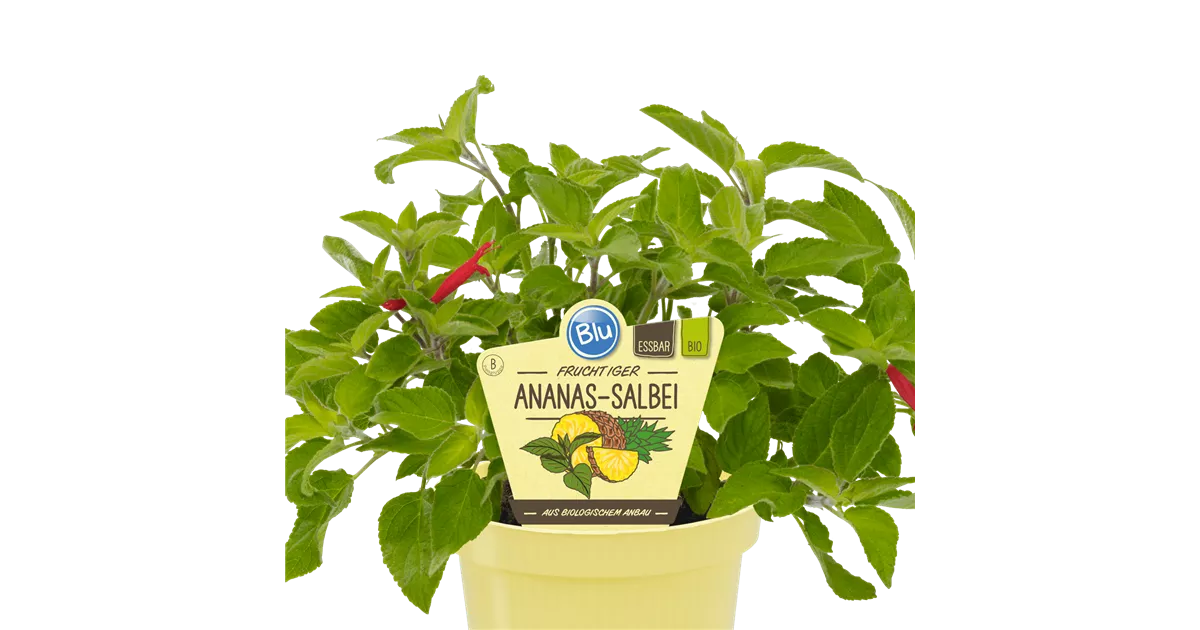 Bio Salbei Ananas-Salbei