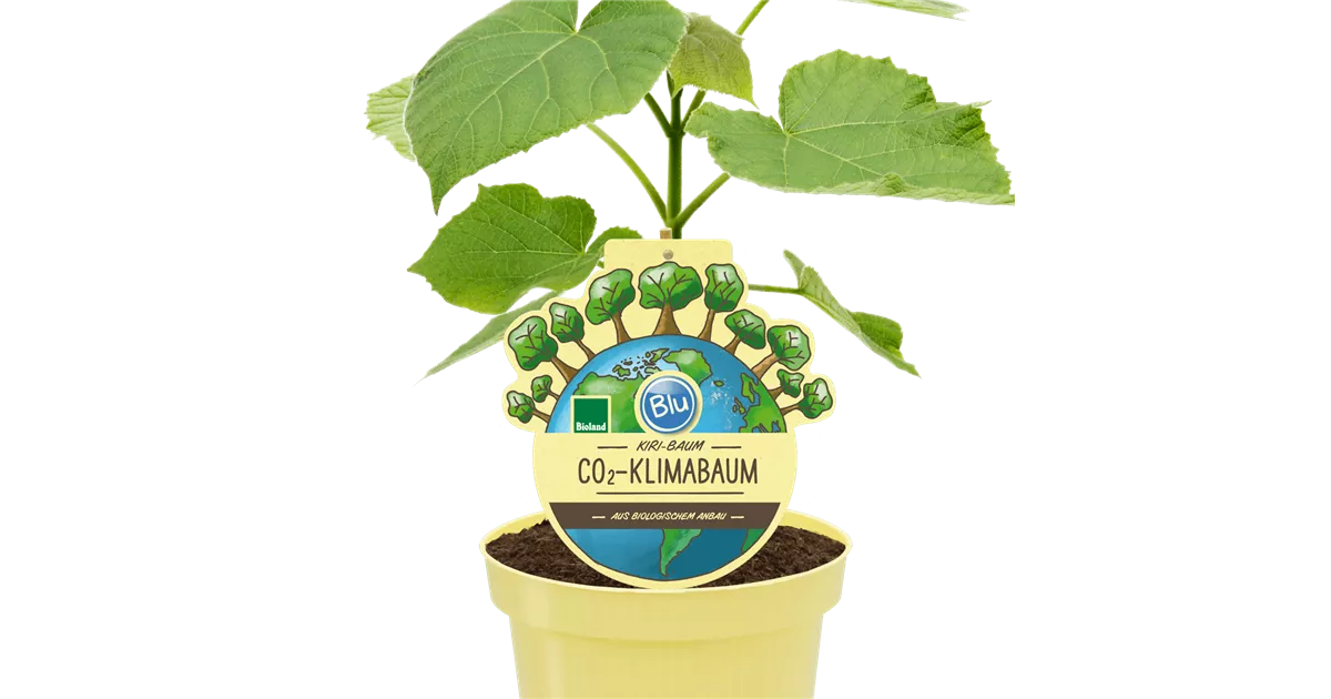 a BioCo2Klimabaum Kiri