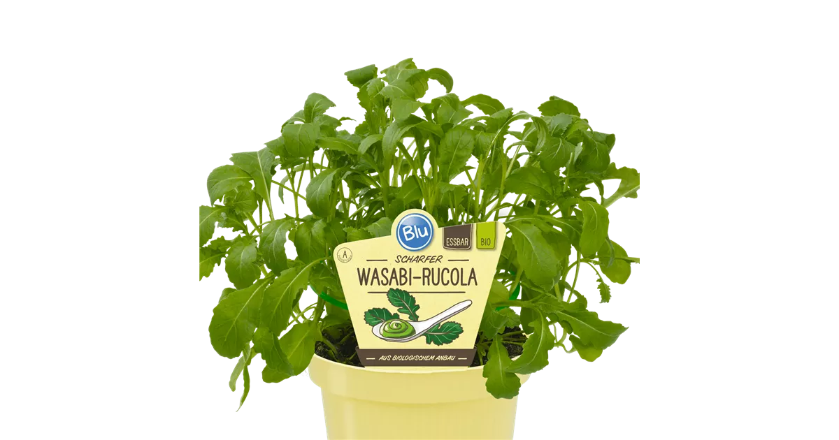 Bio Rucola WasabiRauke