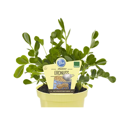 Bio Erdnüsse 