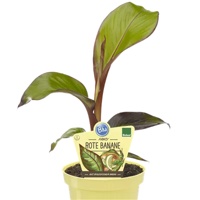 Bio Gartenbanane rot 