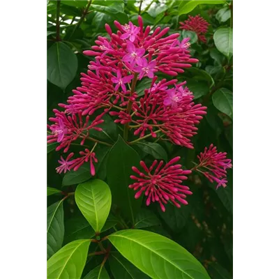 Bio essbare Fuchsie 