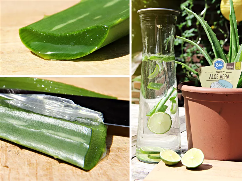 aloe vera shampoo ingredients Aloe Eva strengthening hair shampoo with aloe vera and moroccan argan –  Anwar Store main image 1
