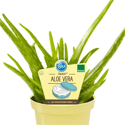 Bio Aloe vera 'Sweet'