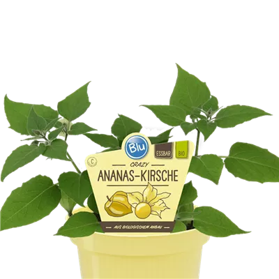 Bio Ananas-Kirsche