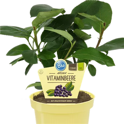 Bio Aronia-Vitaminbeere