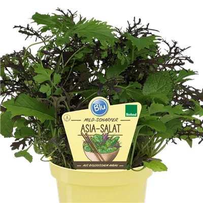 Bio Asia-Salat