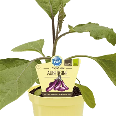 Bio Aubergine Super-Mini