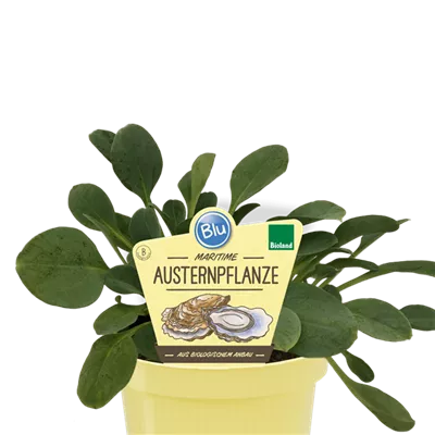 Bio Austernpflanze