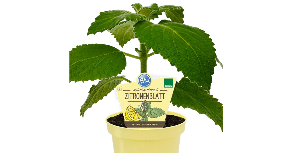 Australisches Zitronenblatt Green Velvet - Würzkraut Für Küche & Smoothies