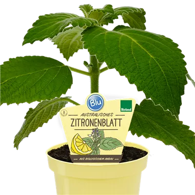 Bio australisches Zitronenblatt