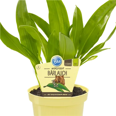 Bio Lauch Bärlauch