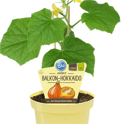 Bio Balkon-Hokkaido Kürbis