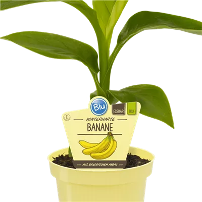 Bio Banane winterhart