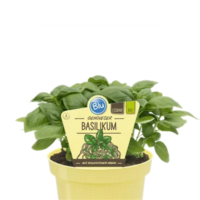 Bio Basilikum Genoveser