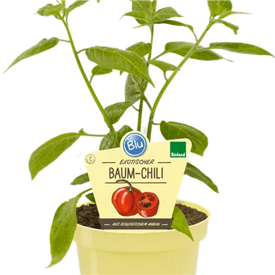 Bio Chili Baum-Chili