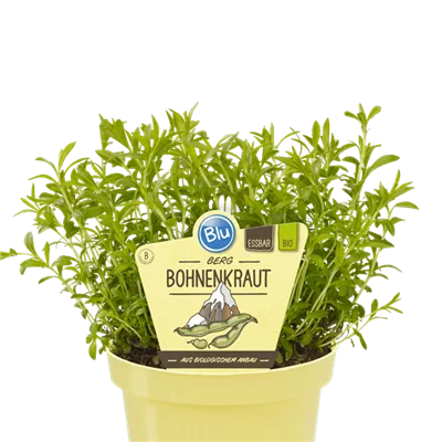 Bio Berg-Bohnenkraut