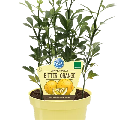 Bio Bitter-Orange