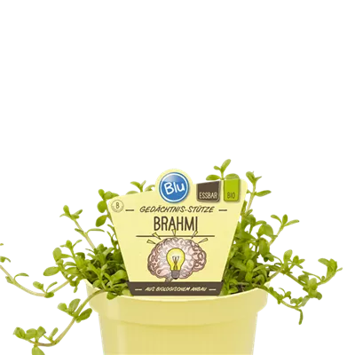 Bio Gedächtnis-Stütze Brahmi