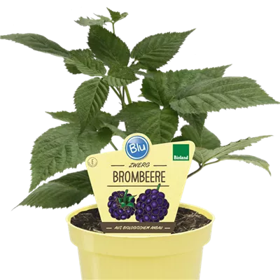 Bio Zwerg-Brombeere