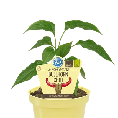 Bio Chili Bullhorn-Chili