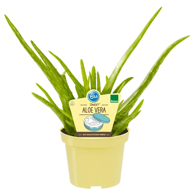 aloe vera spray for hair Kalahari Melon & Aloe Vera Deep Hydration Multi-Tasking Leave-In Condi –  MIELLE main image 1