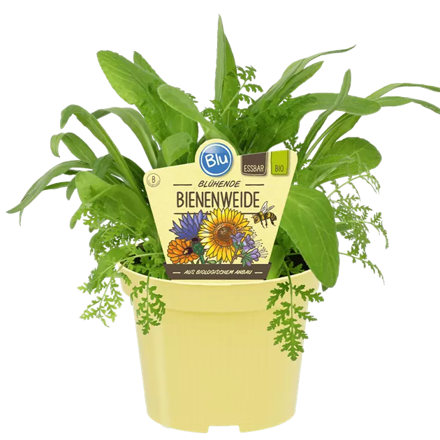 Bio Bienenweide