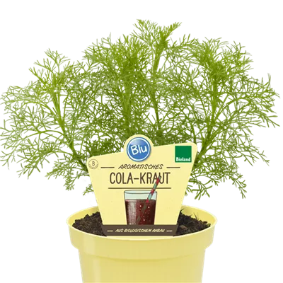 Bio Cola-Kraut