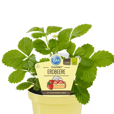 Bio Erdbeere Gourmet