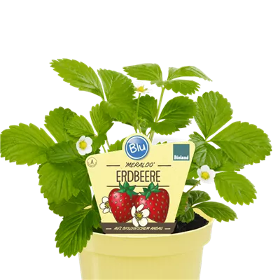 Bio Erdbeere Meraldo