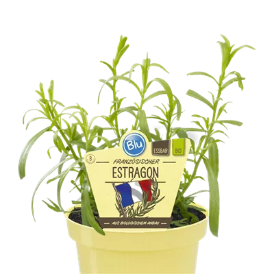Bio Estragon, französischer