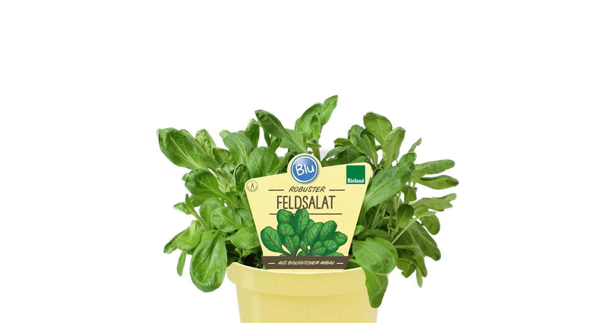 Bio Feldsalat