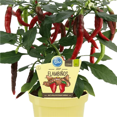 Bio Chili Flambinos