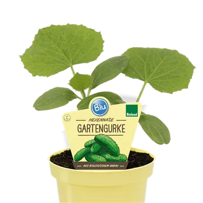 Bio Gartengurke Hexennase