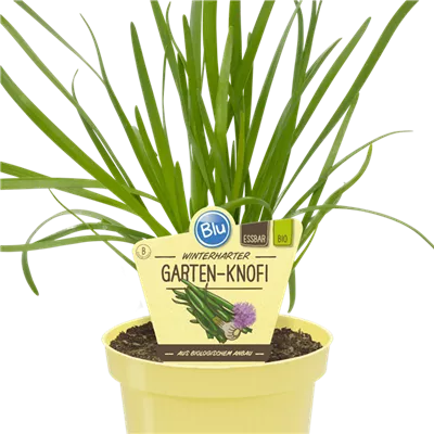 Bio Lauch Gartenknofi