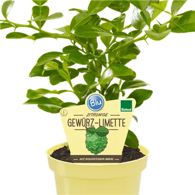Bio Kaffir-Limette