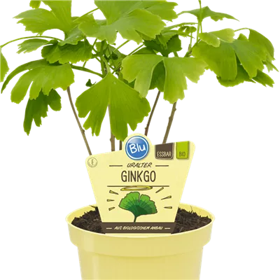 Bio Ginkgo