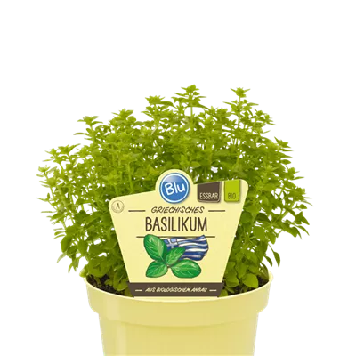Bio Basilikum Griechisches Basilikum