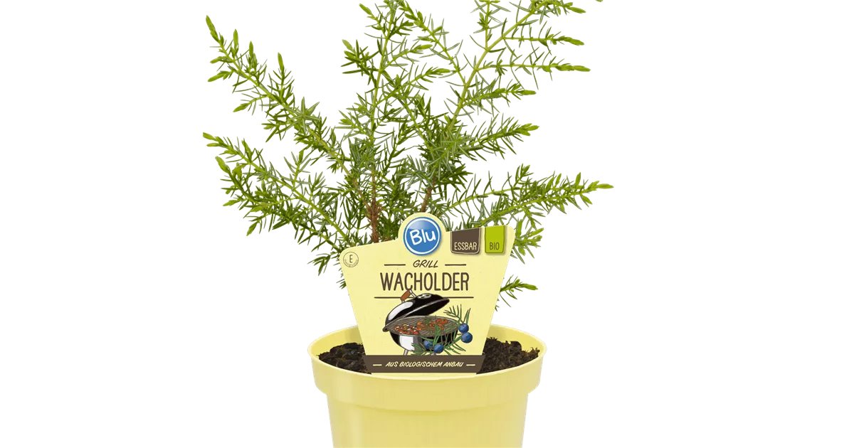 Wacholder - (Zwerg-)Wacholder extra Bio (3 ml)
