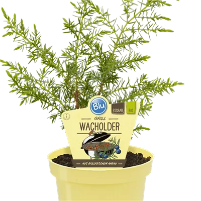 Bio Grill-Wacholder