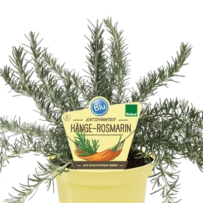 Bio Hängerosmarin