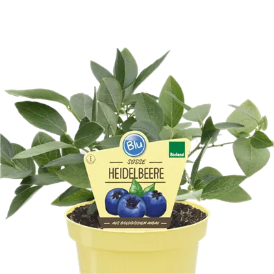 Bio Heidelbeere