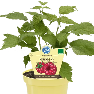 Bio Himbeere 'Little Sweet Sister'