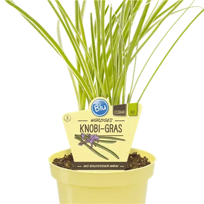 Bio Lauch Knobi-Gras