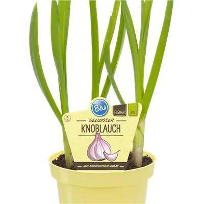 Bio Lauch Knoblauch